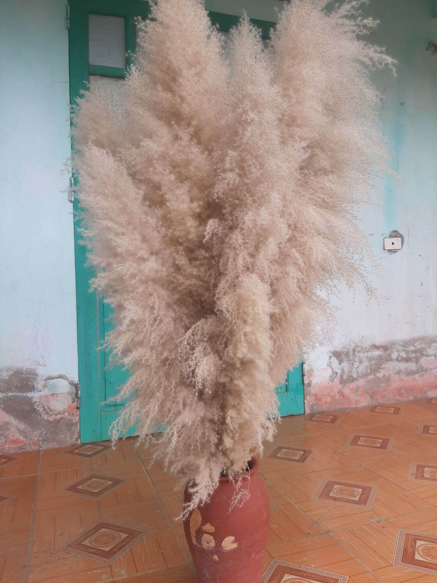 Bông lau Decor giá dẻ