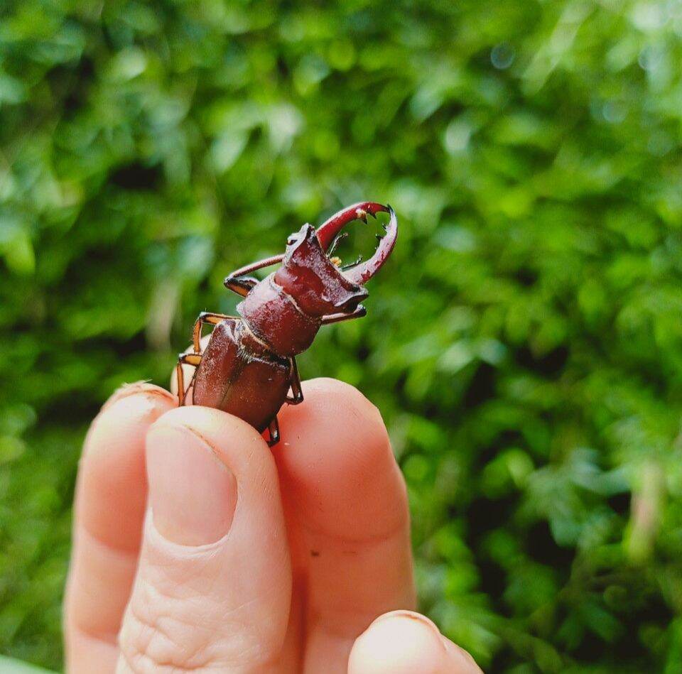 Bọ cánh cứng Stag Beetle, bọ hai sừng đẹp