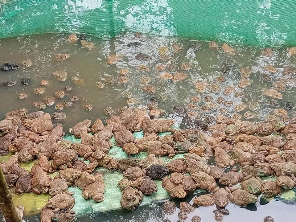 TRÁNG , LỒNG , VÈO NUÔI ỐC , ẾCH , CÁ , TRẠCH LẤU