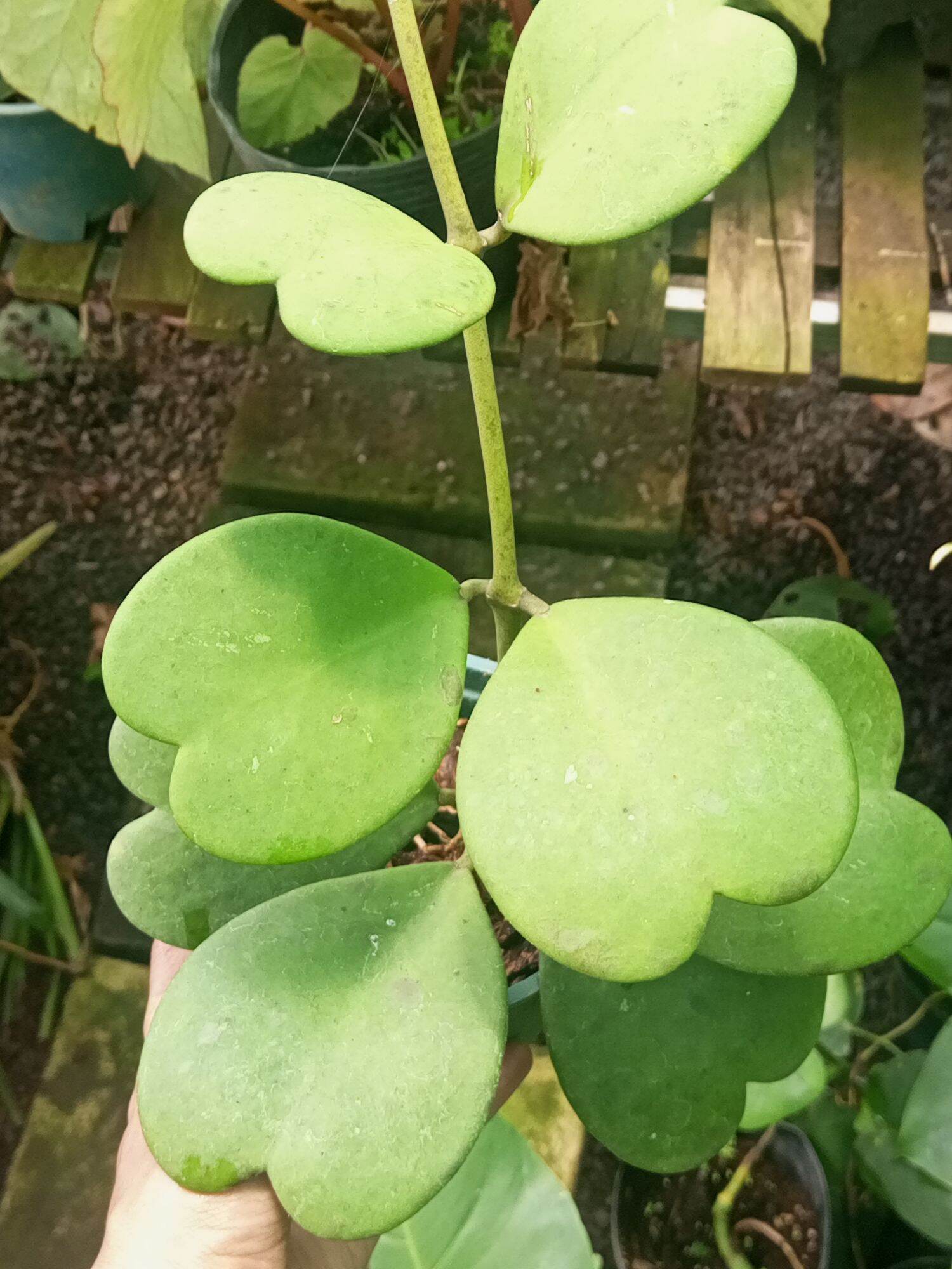 Cẩm cù lá tim Kerri