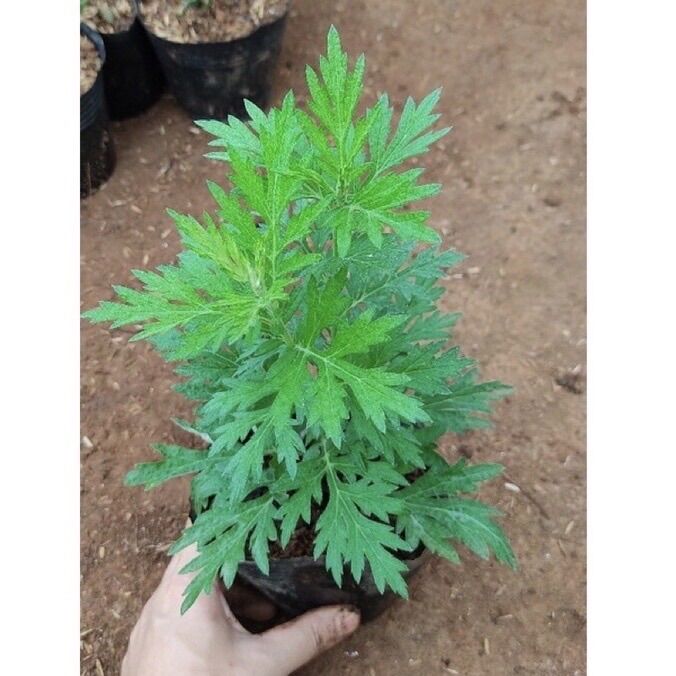 Cây ngãi cứu bầu vô bọc đen 2 cây