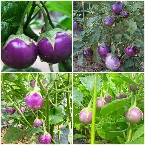 Hạt giống cà pháo tím - gói 1gr