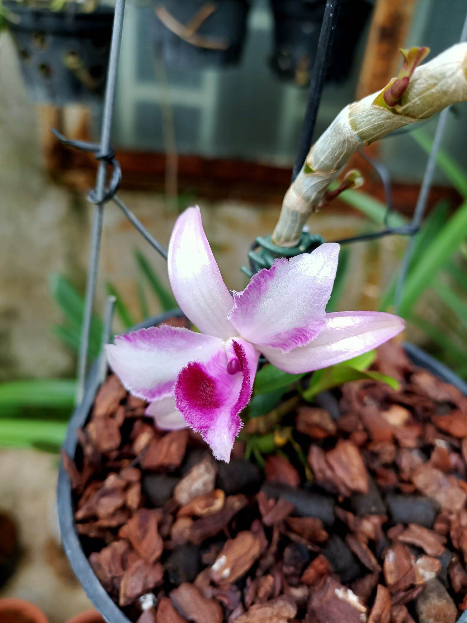 Cây giống lan giả hạc Phượng Hoàng Lửa ( gh sáu mắt lâm đồng)