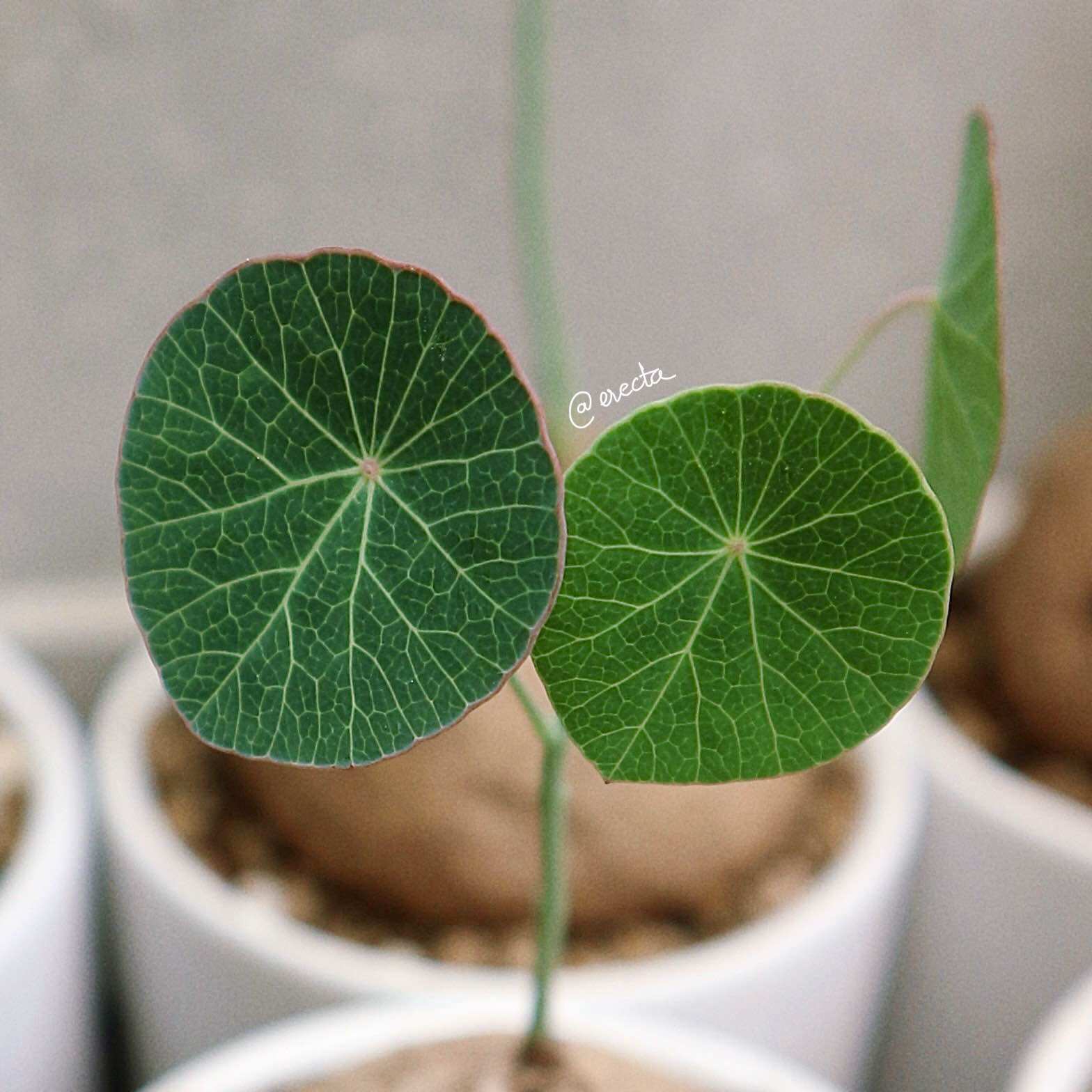 Củ bình vôi Thái - Stephania Erecta