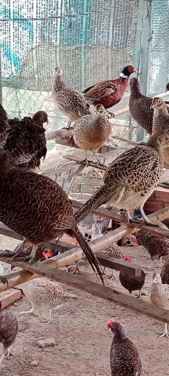 10 Trứng chim trĩ ấp nở bao tỉ lệ 7/10
