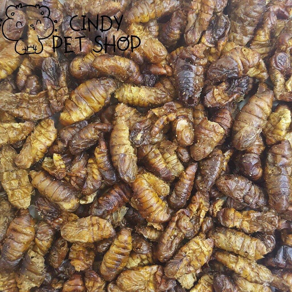 Nhộng sấy nguyên con thức ăn cho thú nhỏ, Hamster, Sóc Bay, Sóc Bông