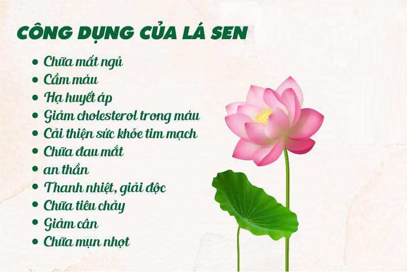 Trà túi lọc lá sen hồng sâm Liên Hoa Chi