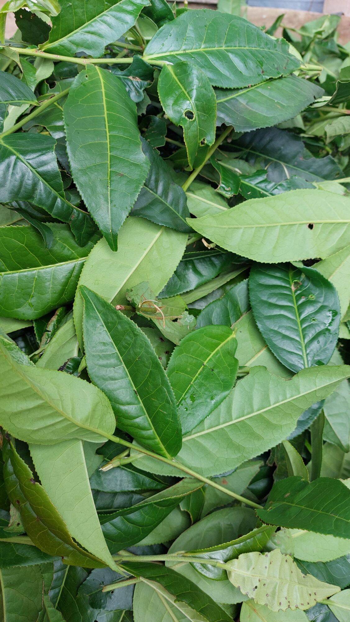 Lá chè tươi lâm đồng 500g