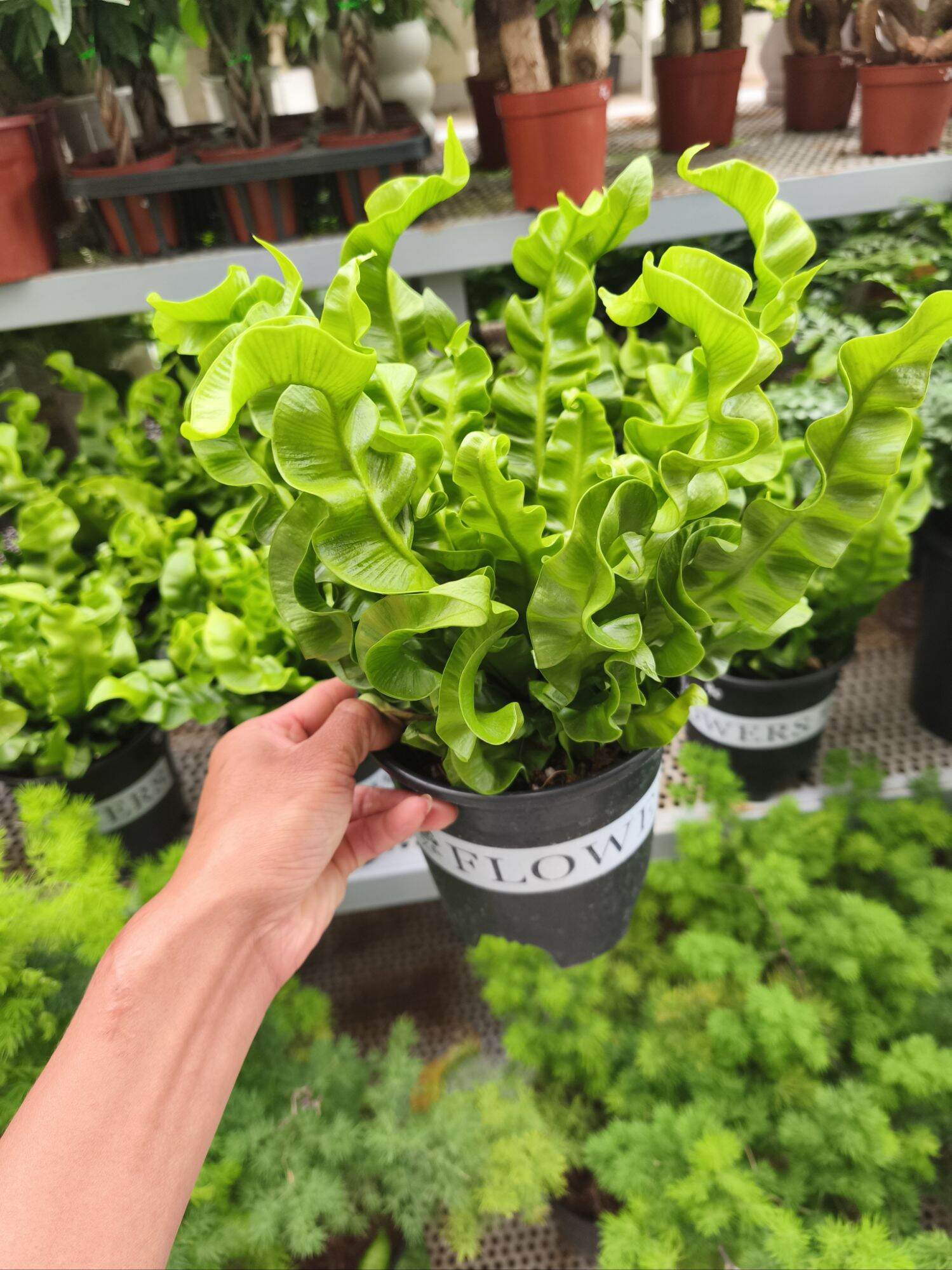 Cây dương xỉ tổ phụng