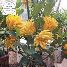 Cây Phật thủ giống(1 bầu 20cm)