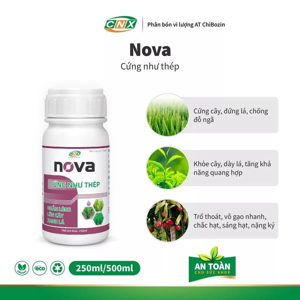 Nova - Cứng cây, dầy lá