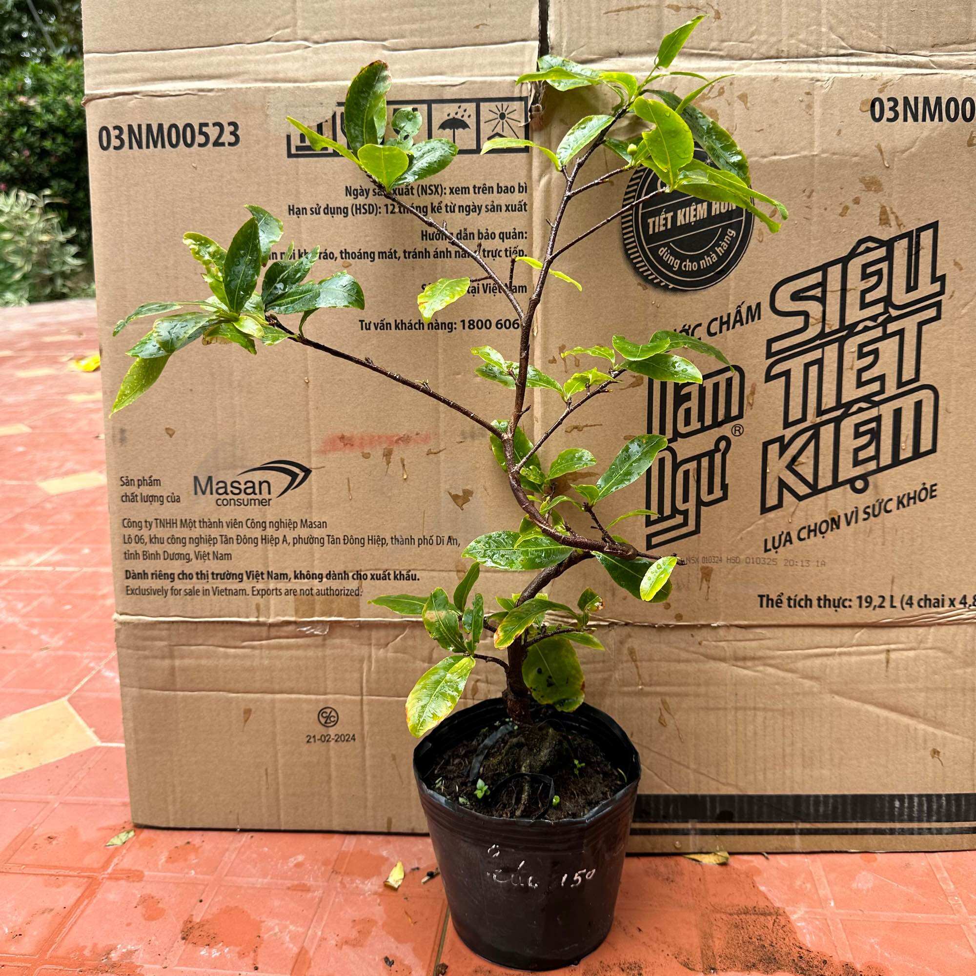 Cây mai cúc 150 cánh 40-50 hoa / chùm - bonsai gốc ghép đẹp, mai nụ chơi tết