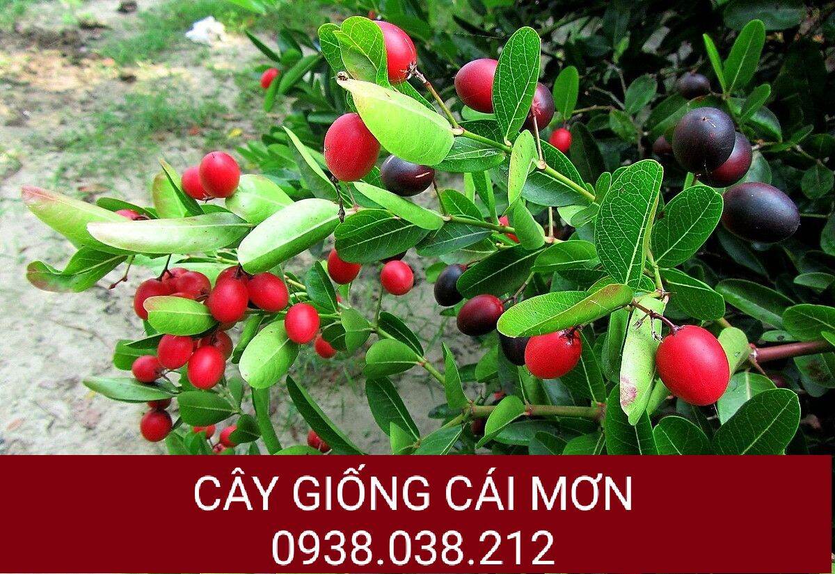 Cây giống siro