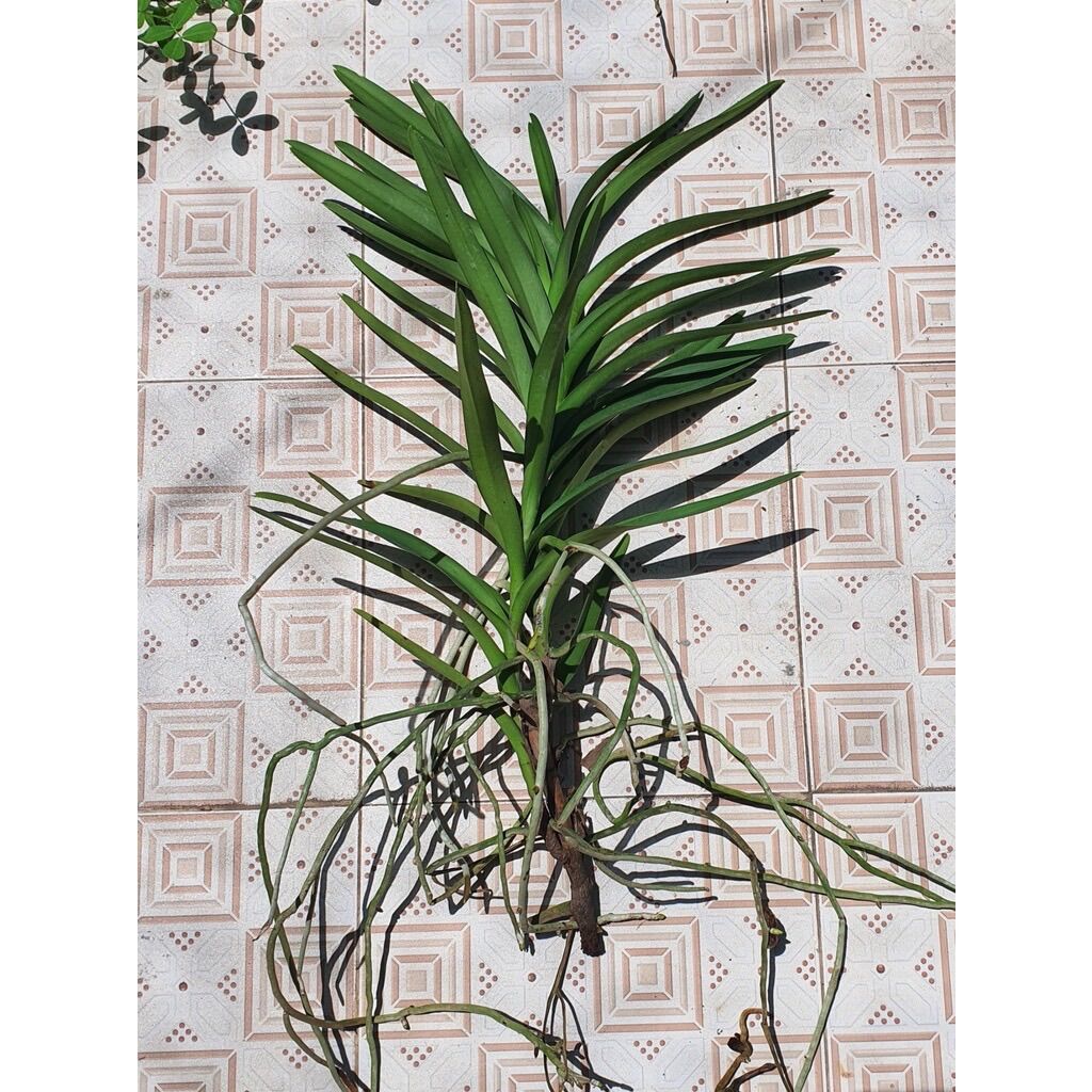 Hoa lan mokara cây giống 10cm(2 cây)