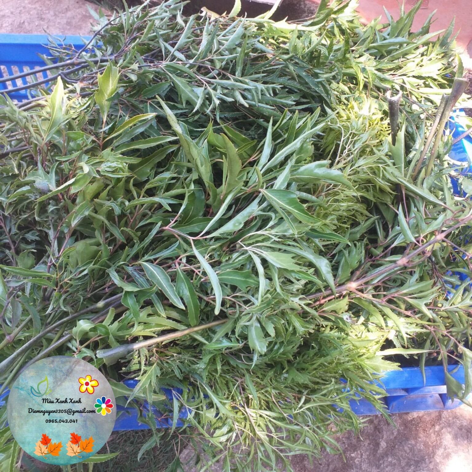 [LÁ] Lá Tươi Đinh Lăng Lá Nếp 30k/kg.