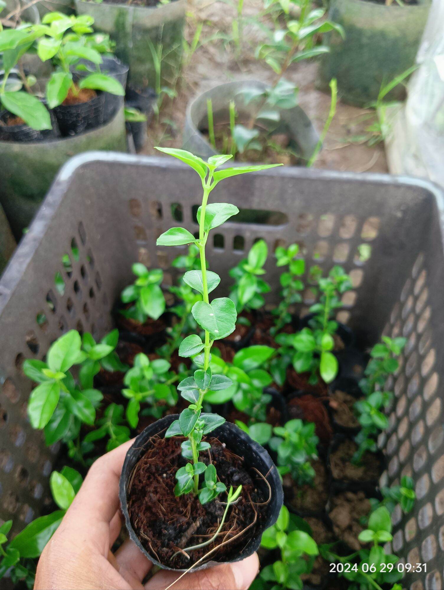 cây giống sam hương làm bonsai mini