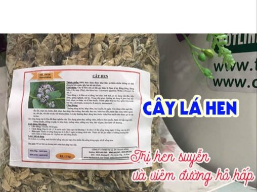 500gr cây lá hen chống hen hiệu quả.