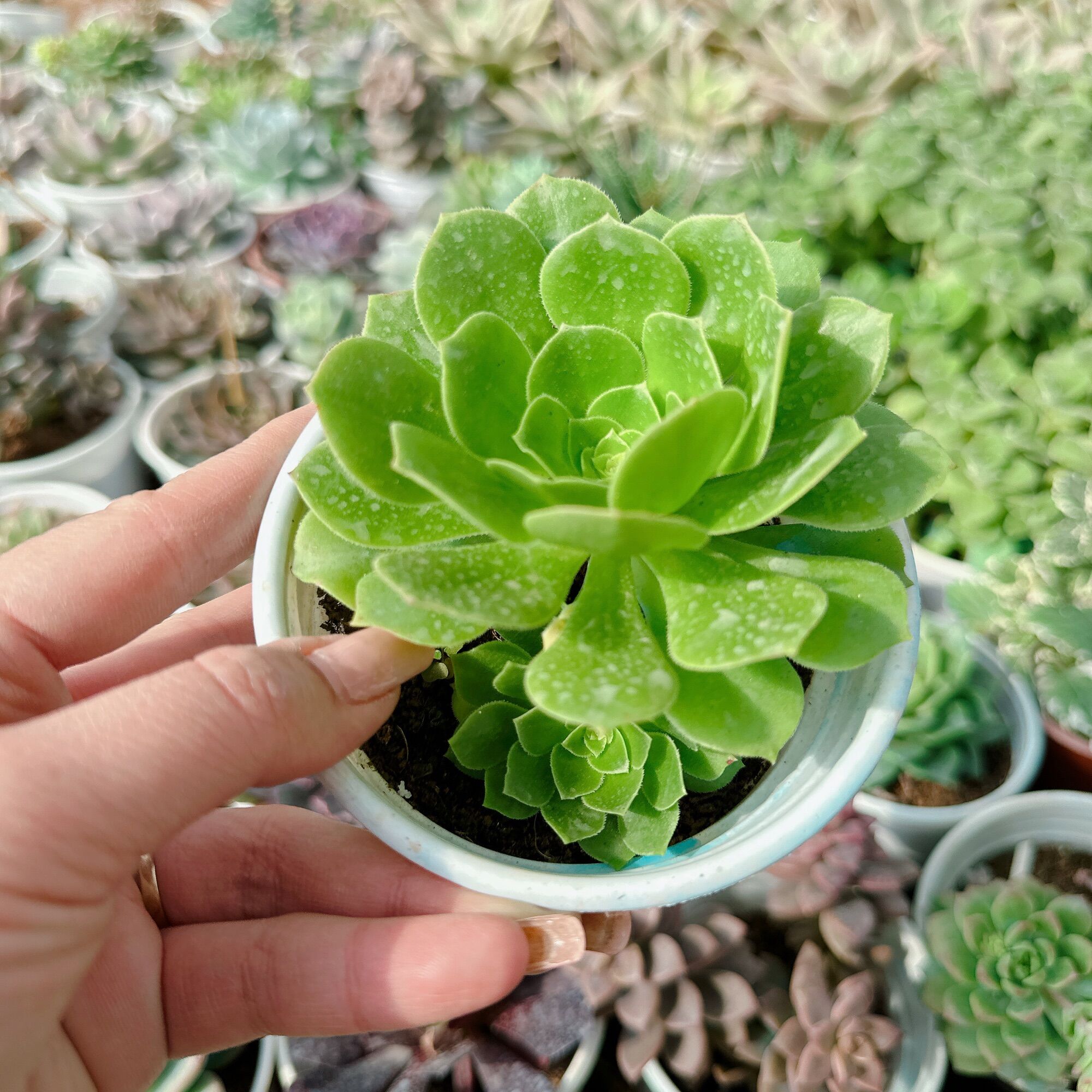 Sen đá Aoen xanh size trung 5-7cm