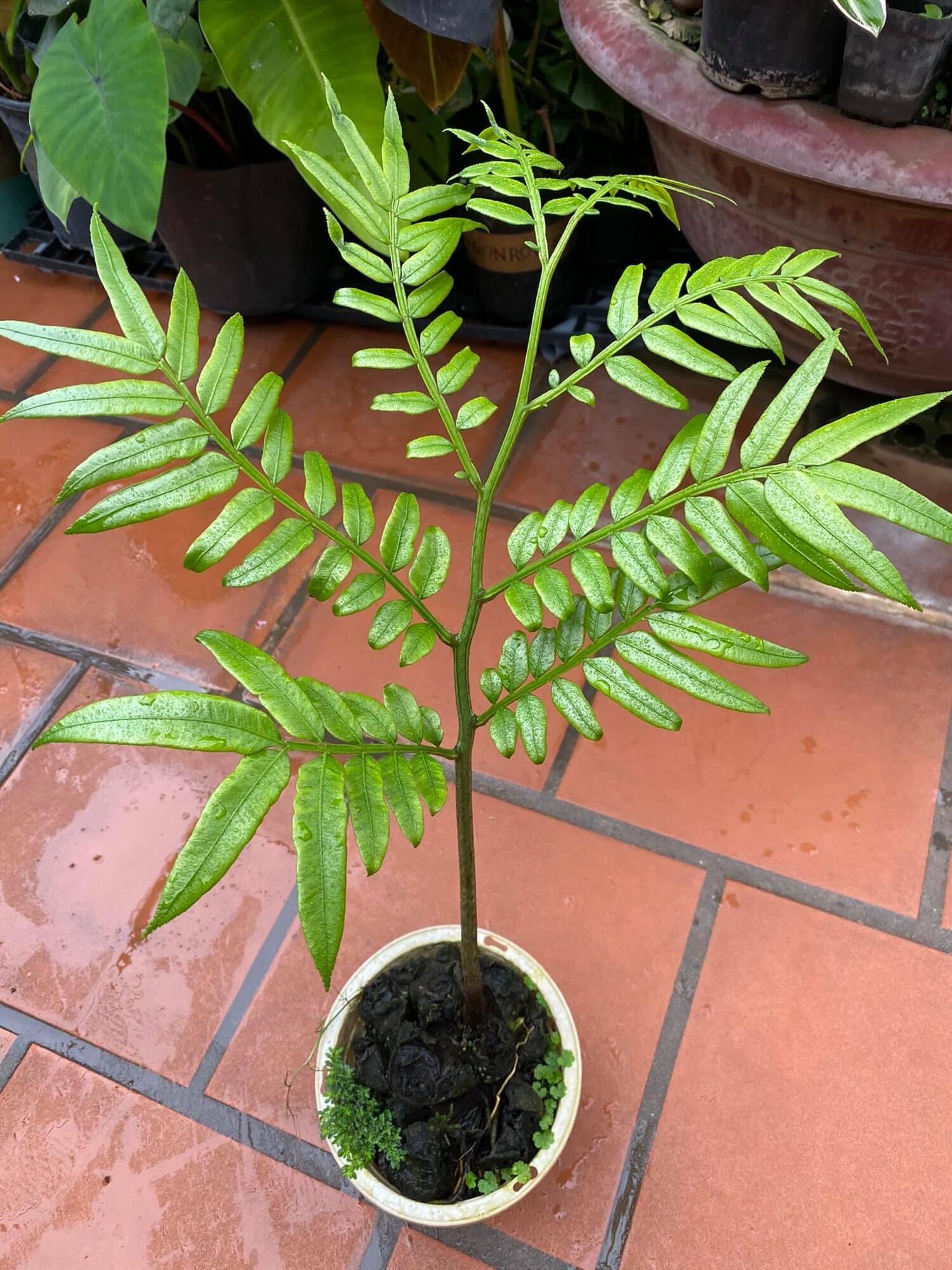Dương xỉ king fern (thân giống)
