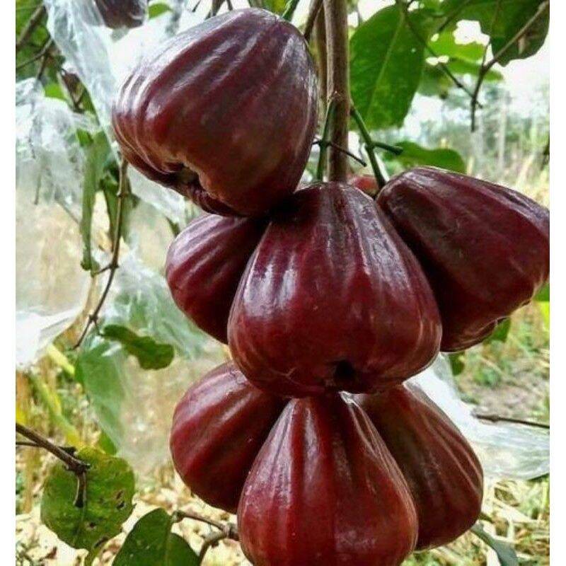 CÂY MẬN THÁI siêu ngọt (siêu sớm)