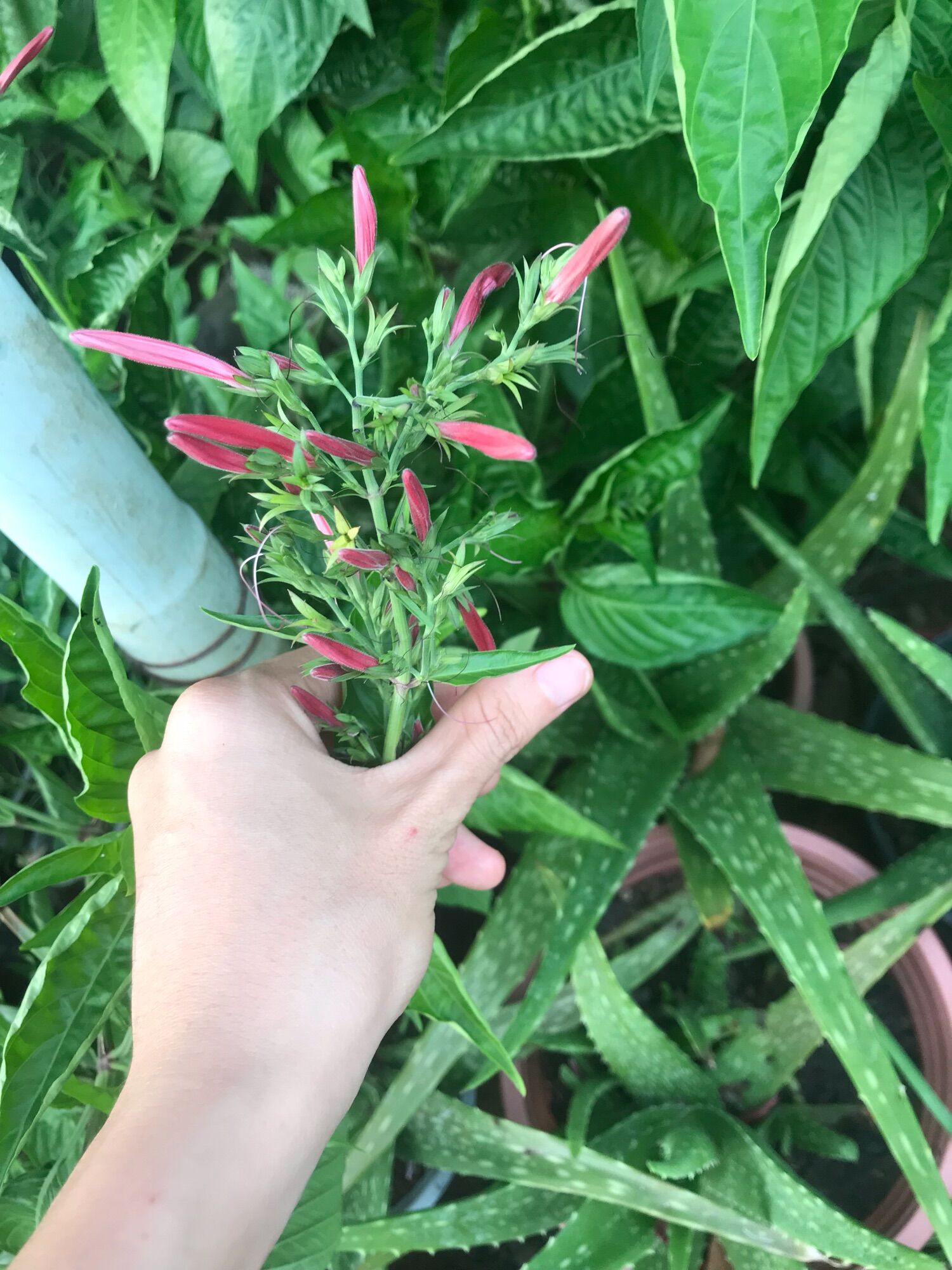 500gr Lá cẩm tím tươi