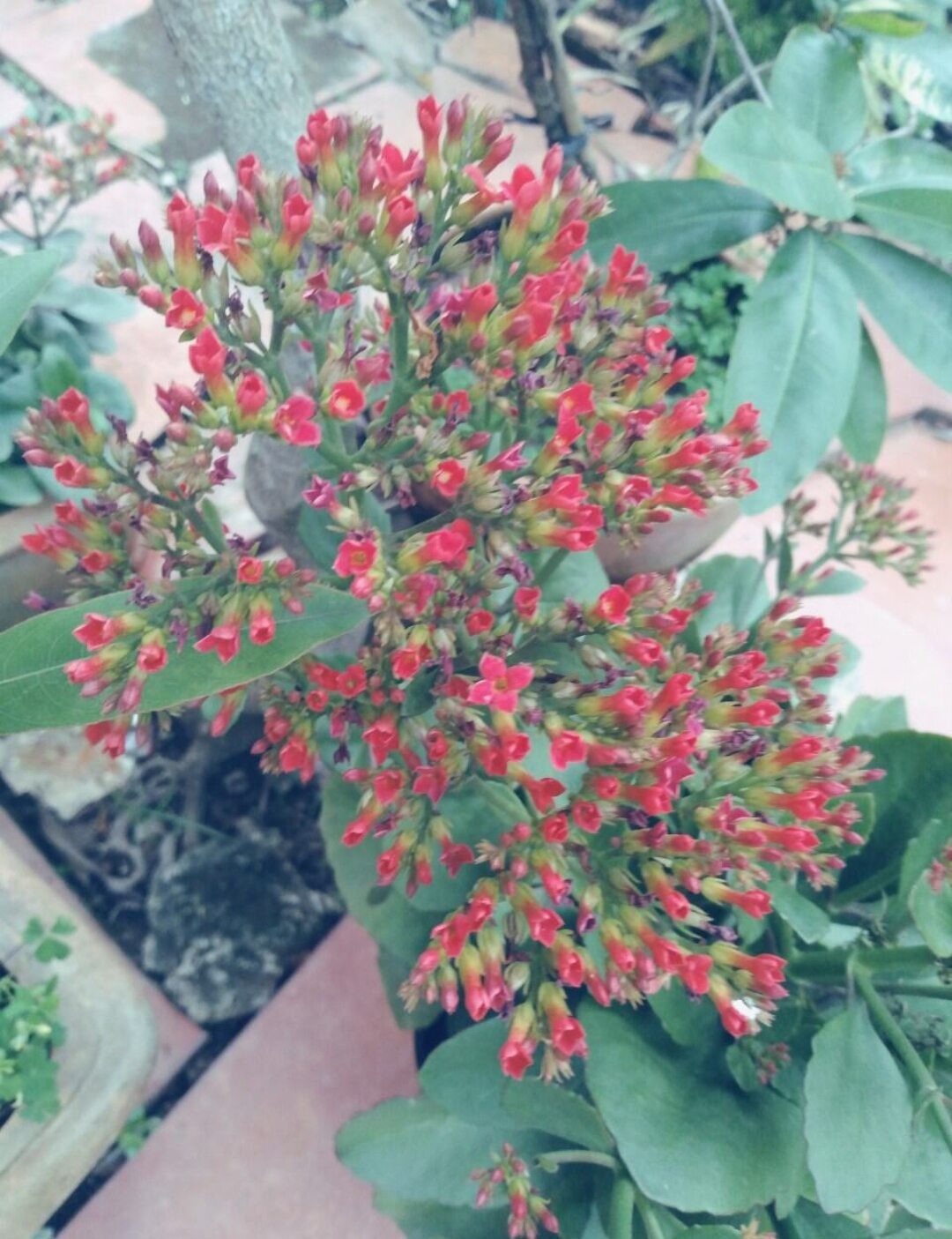 CÂY Sống Đời Đỏ - Sống Đời trồng Chậu