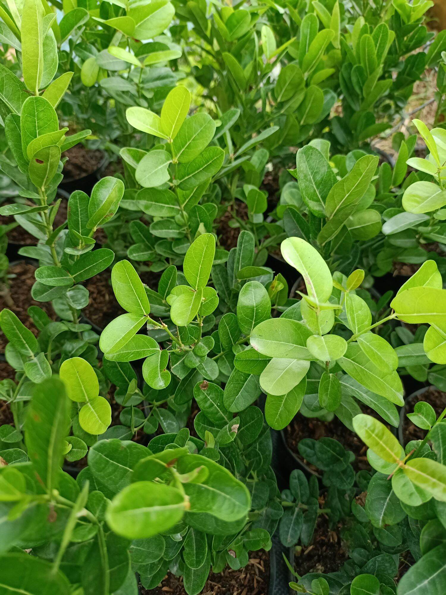 cây siro giống