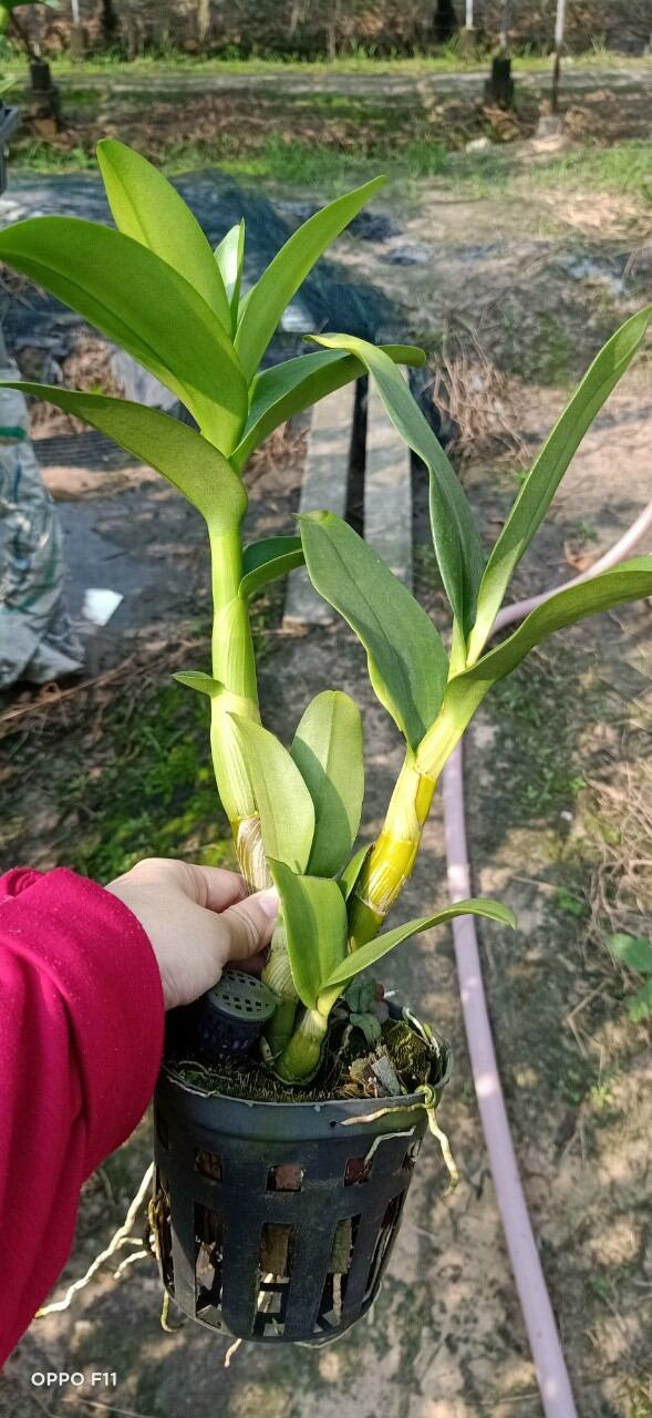 Hoa lan denro nắng Sing màu mới
