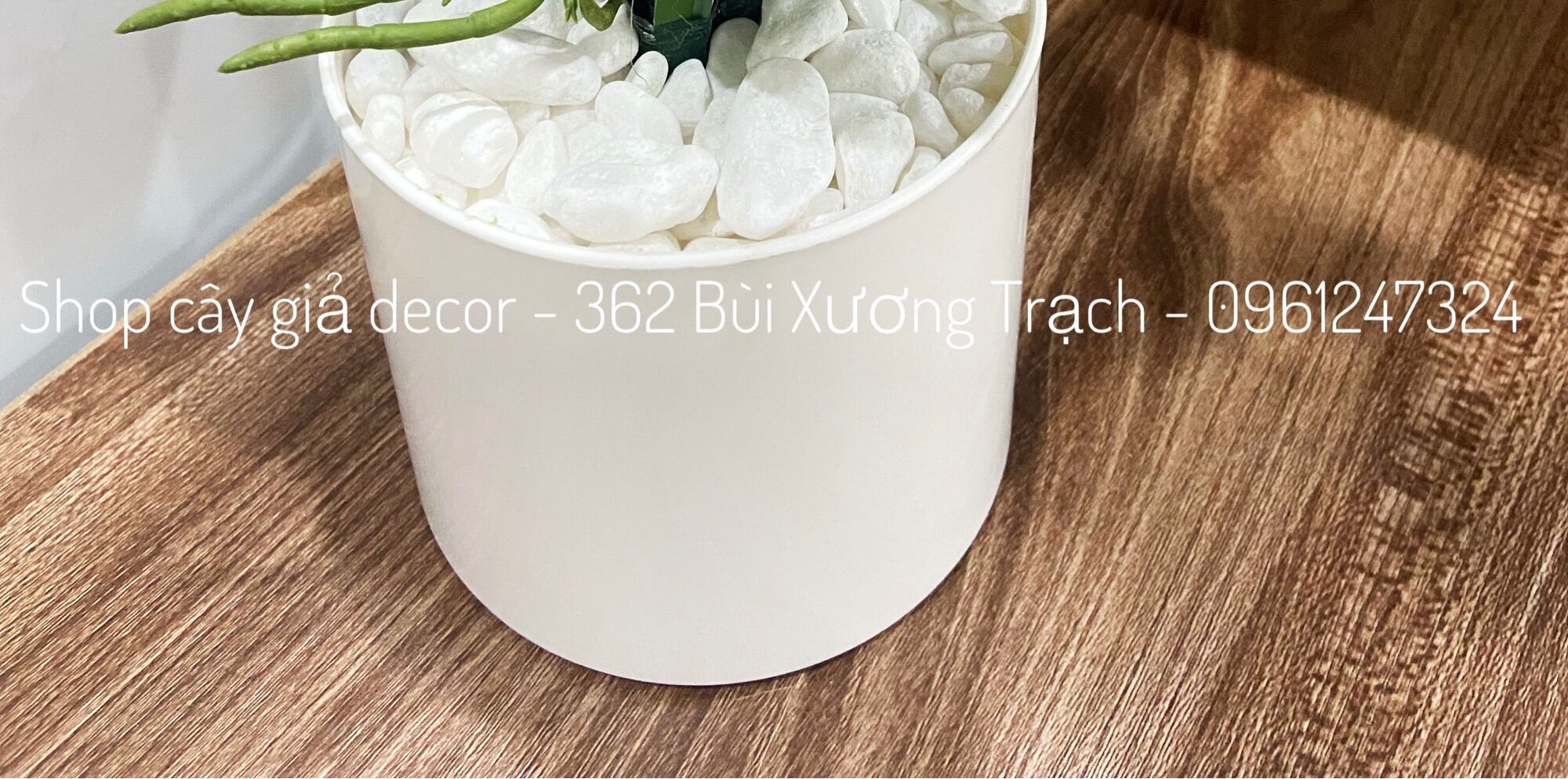 Combo hoa lan cao su + chậu + sỏi y hình - hoa lụa decor