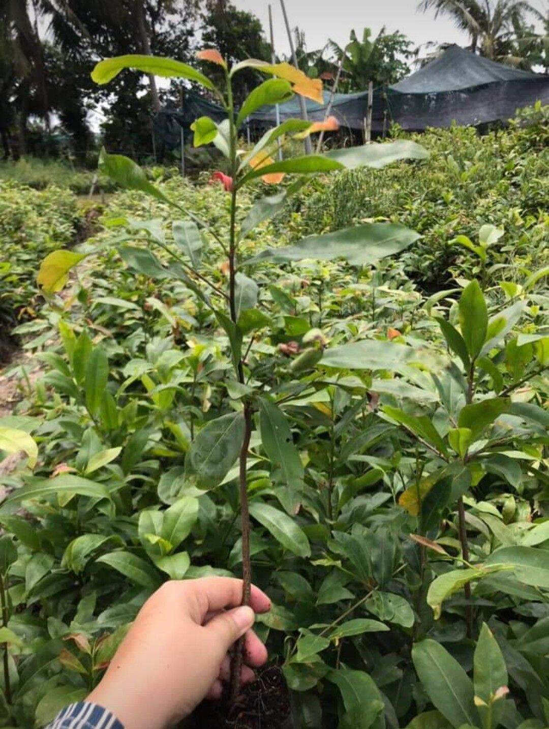Cây Mai Con ( Mai Giảo ) đẹp mê ly