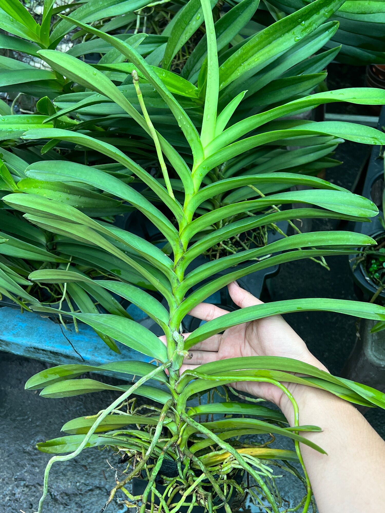 Hoa Lan Vanda lai cây trưởng thành