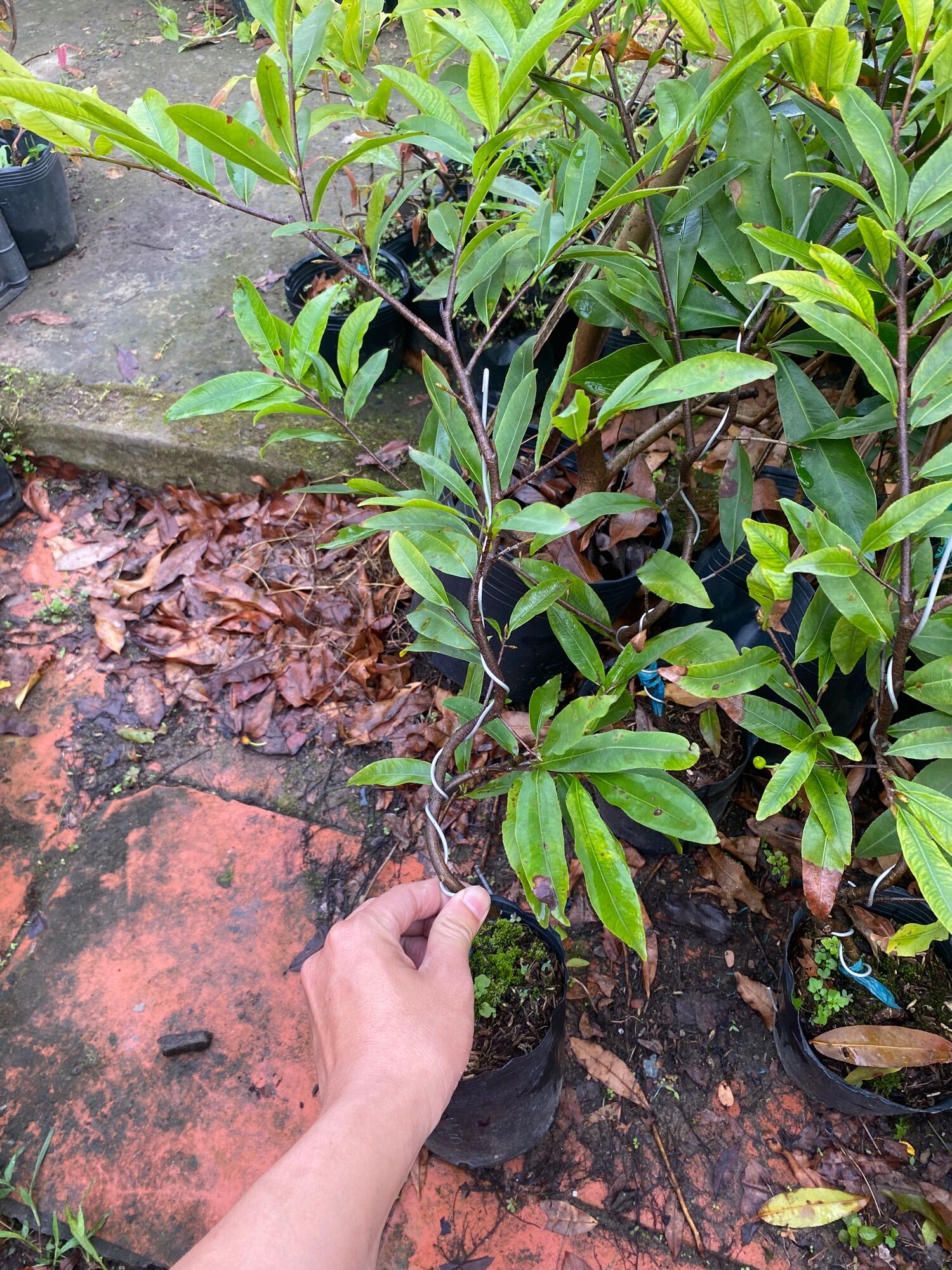 Combo 1 cúc thọ hương , 1 bạch mai ( cây giống )