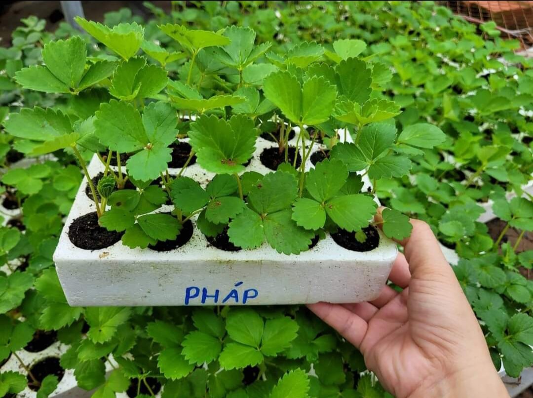 Dâu tây PHÁP ( combo 10 cây mô vỉ - chuẩn giống)