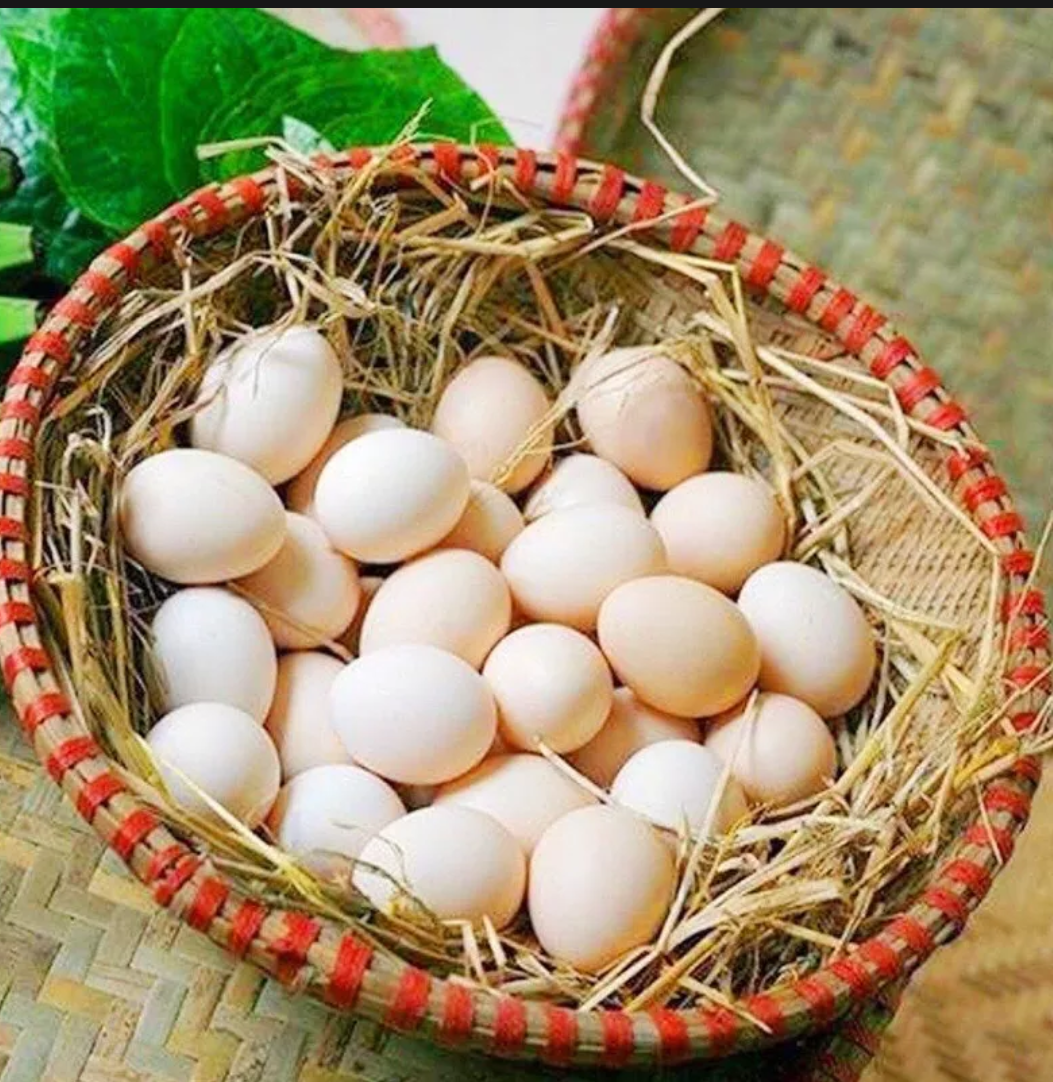 10 TRỨNG GÀ TRE ẤP NỞ ĐƯỢC