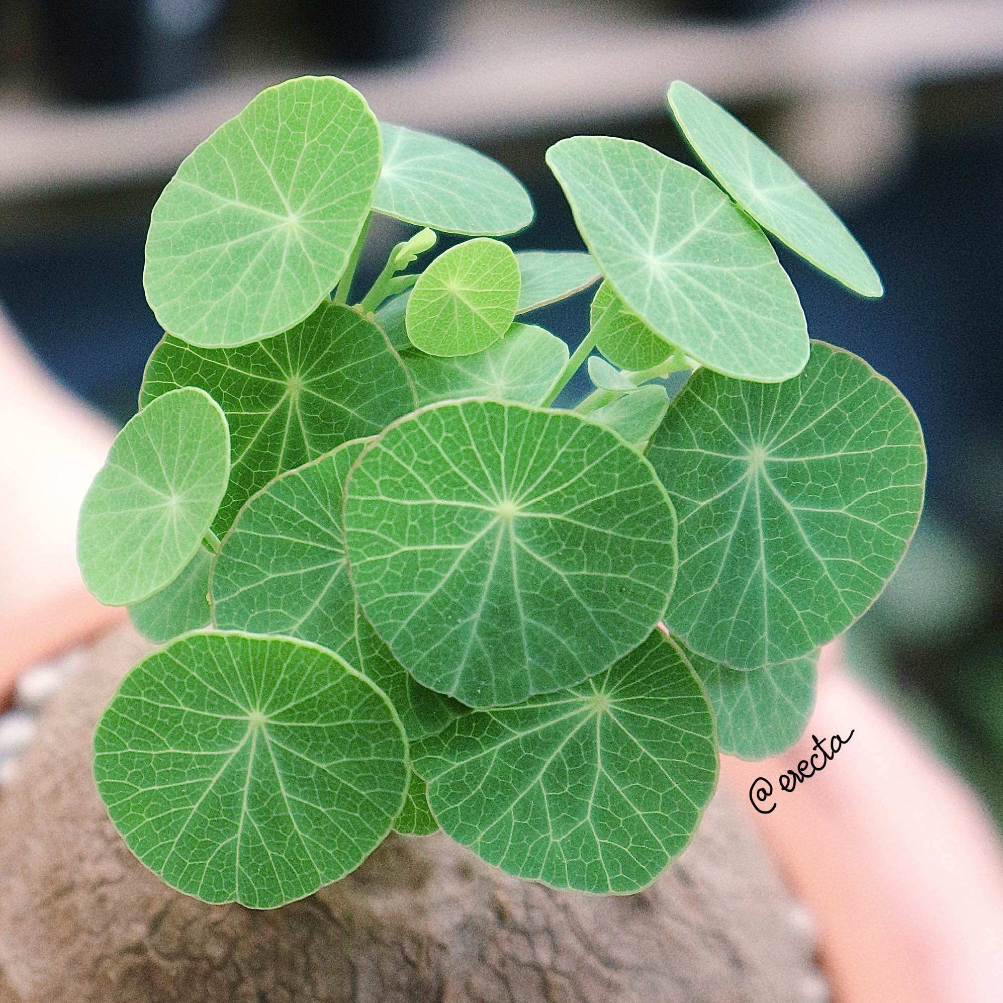 Củ bình vôi Thái - Stephania Erecta