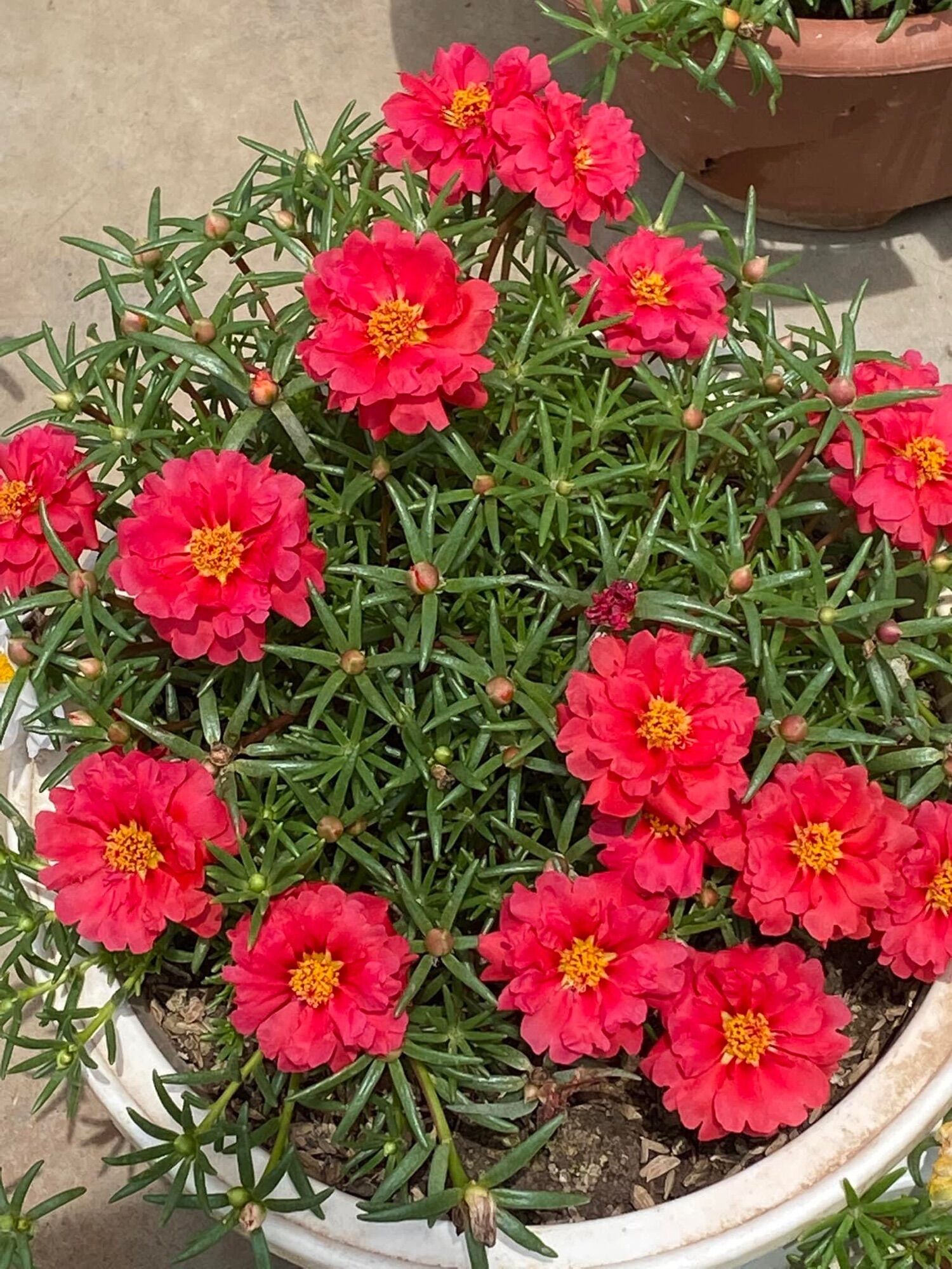Hoa mười giờ kép mỹ(1 cây)