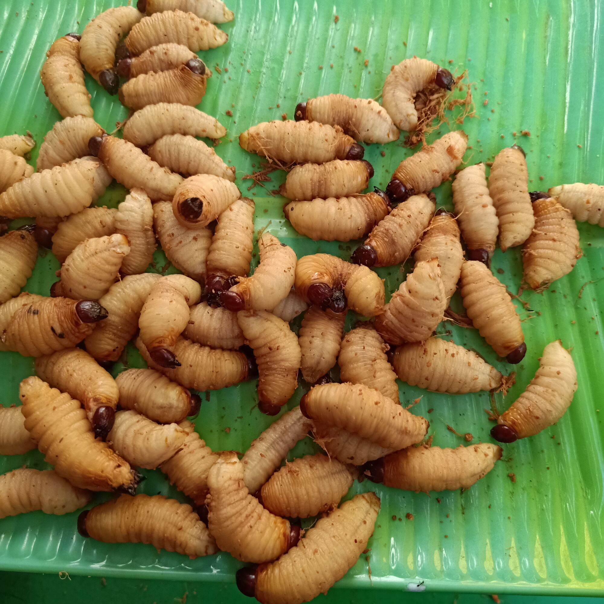 đuông dừa bến tre (combo 15 con 100k)