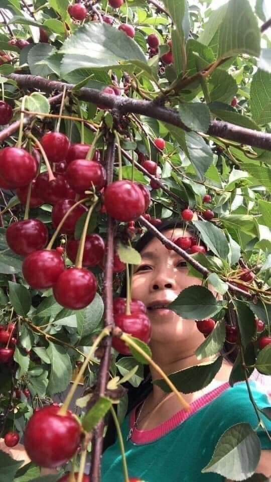 Cây giống cherry Brazil siêu sớm (giao nhanh)