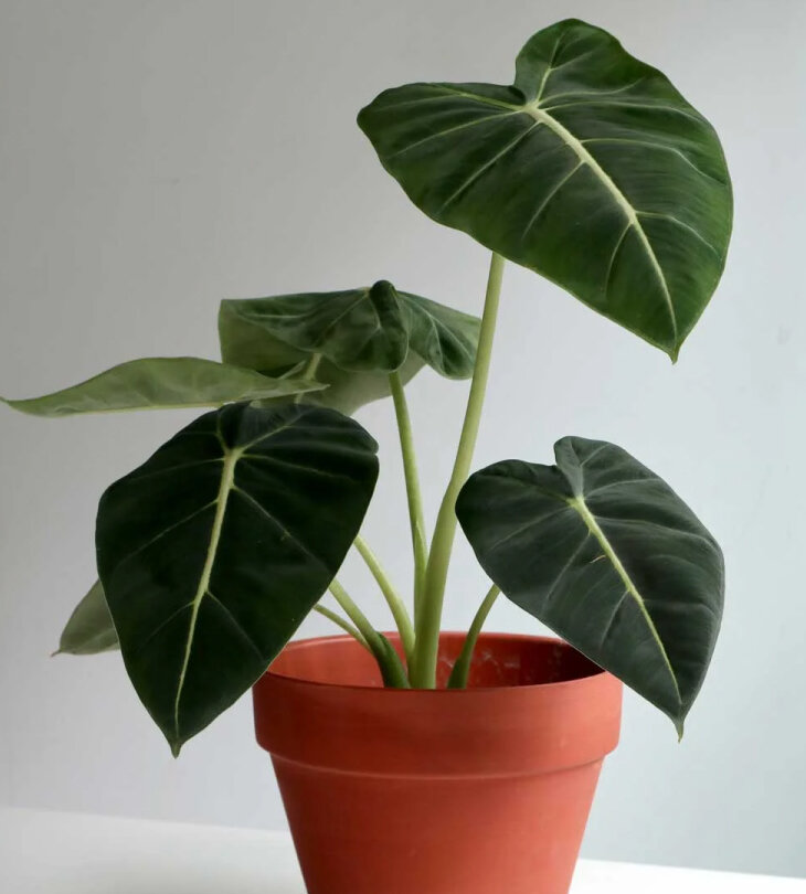 Alocasia frydek