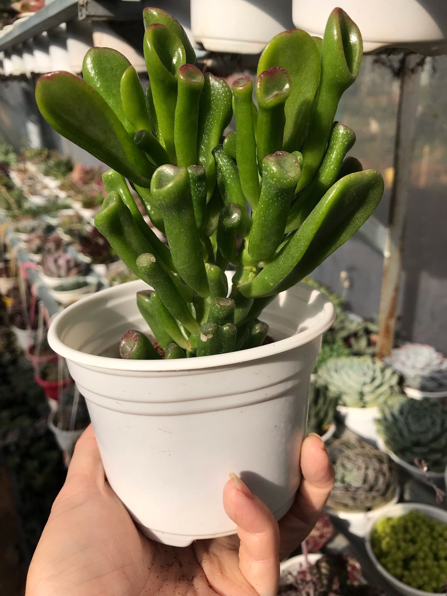 Sen đá ống điếu cute size trung