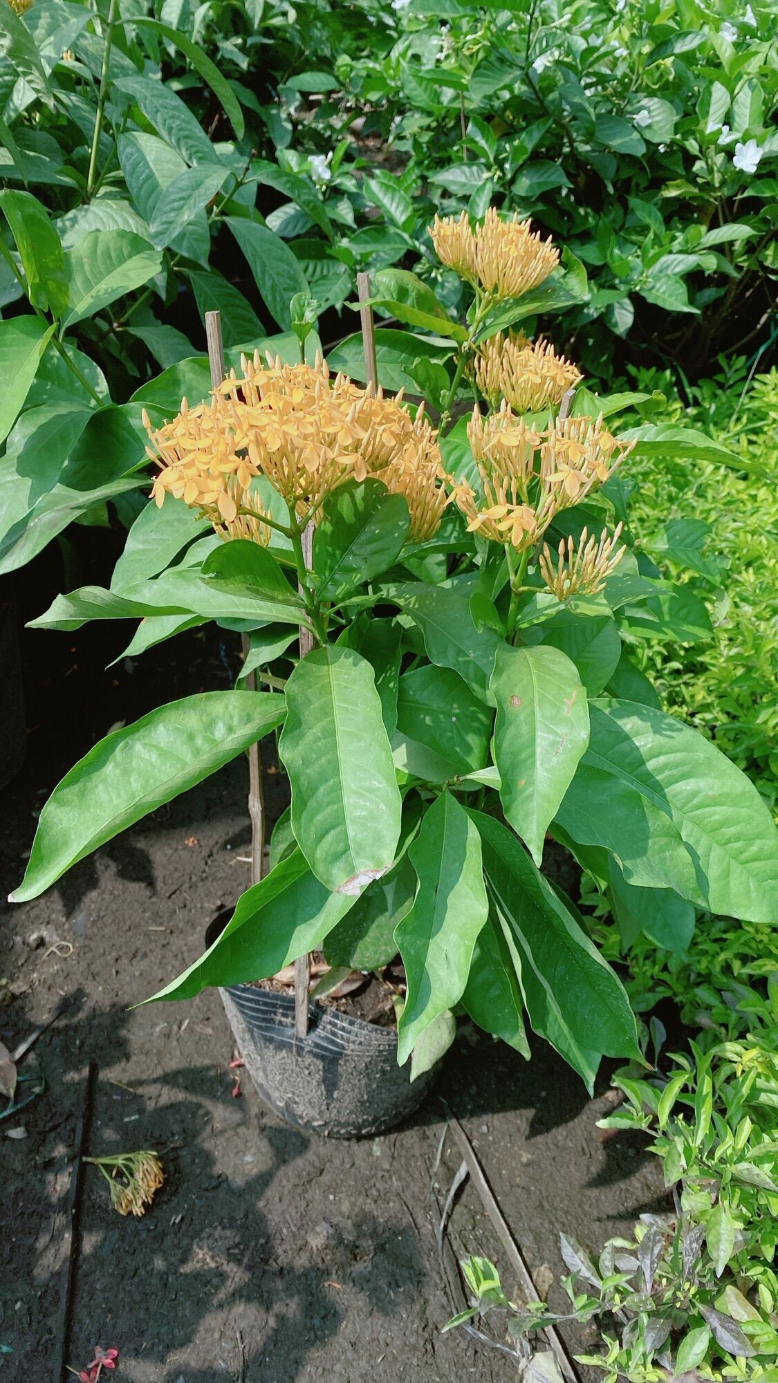 Cây Hoa Trang Mỹ Màu Vàng