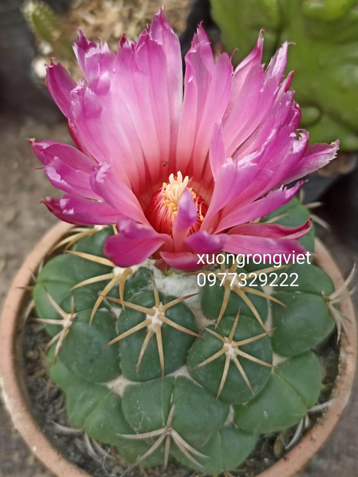 Xương Rồng Cory