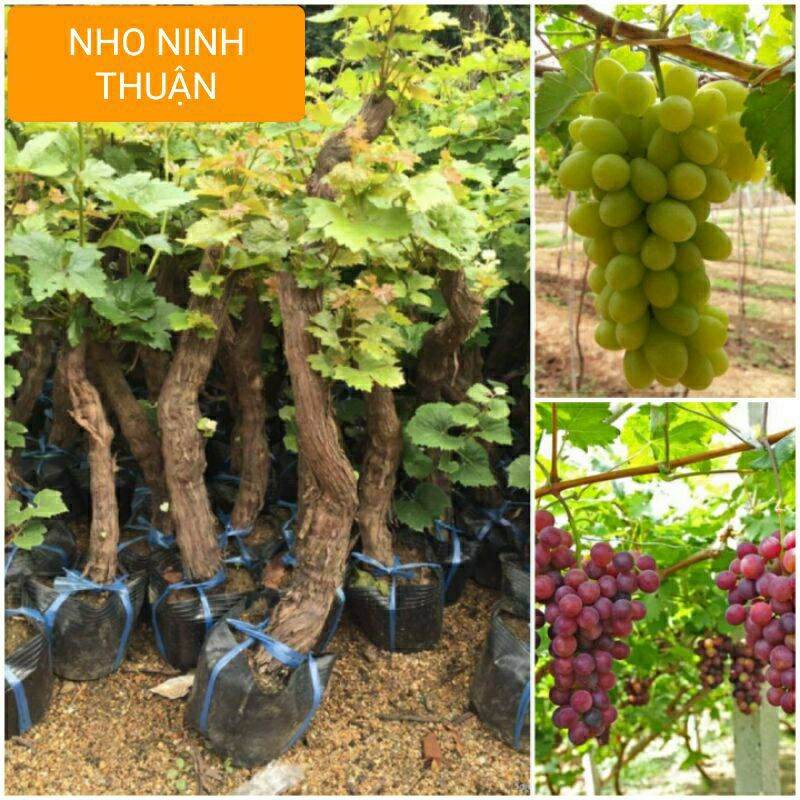 Cây giống nho ninh thuận