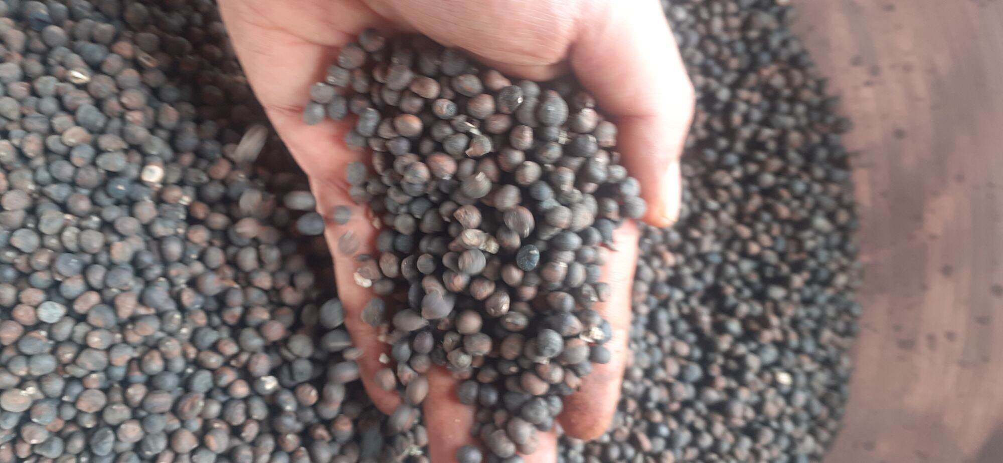 100gram hạt gòn giống