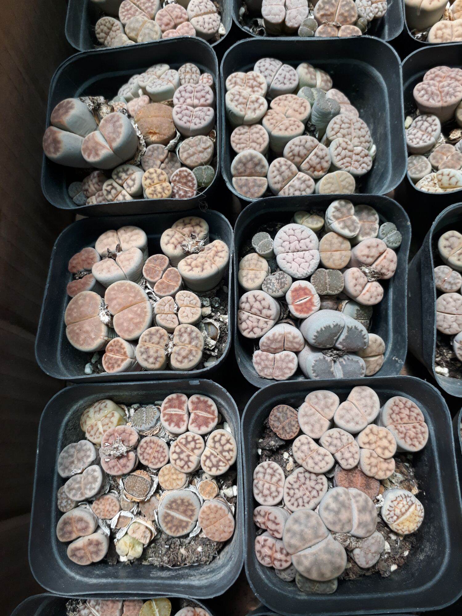 Sen Mông Đủ Màu Chậu Vuông 6.5cm (Sen Mông/Lithops/Thạch Lan)
