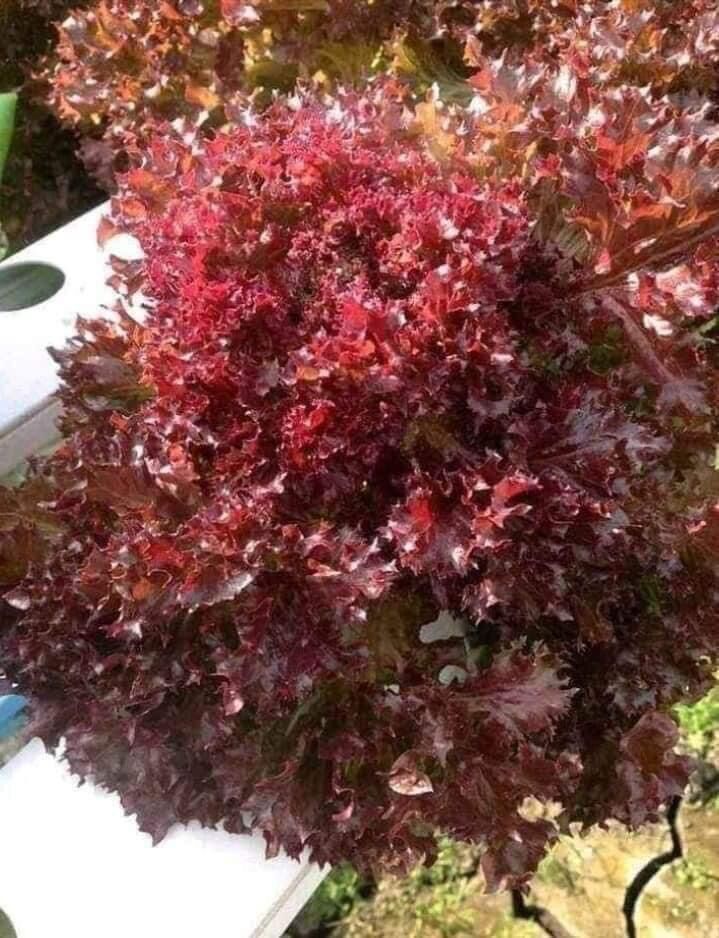 Hạt giống rau xà lách tím cây sính trưởng mạnh dễ trồng