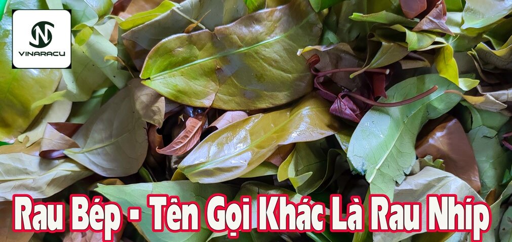 3 BẦU CÂY GIỐNG RAU BÉP RỪNG K'LONG