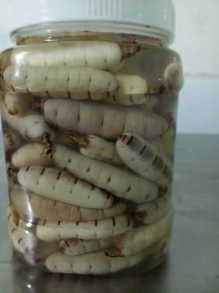 1 CON MỐI CHÚA SIZE ĐẠI NGÂM RƯỢU