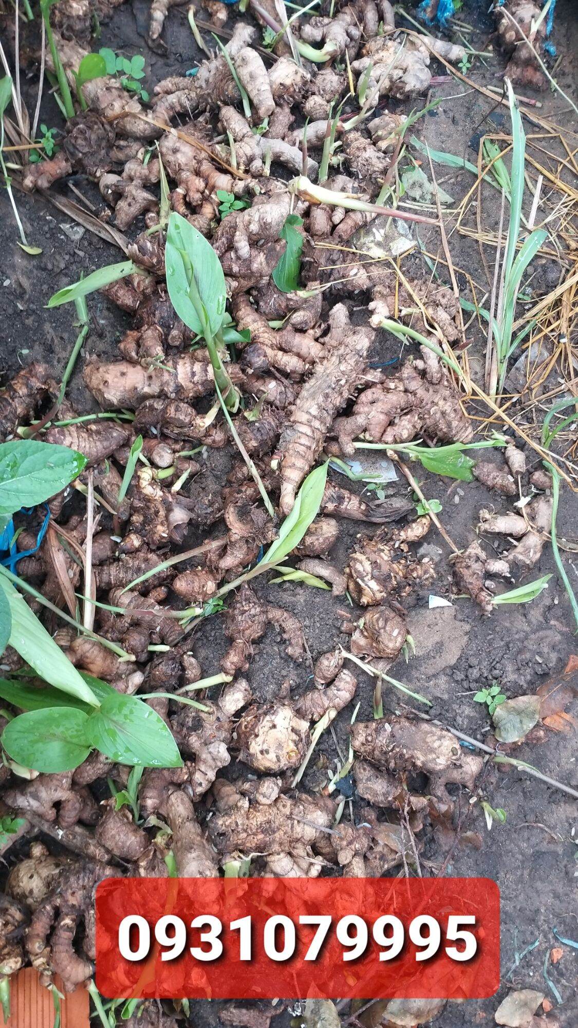 củ nghệ đen tươi 1kg