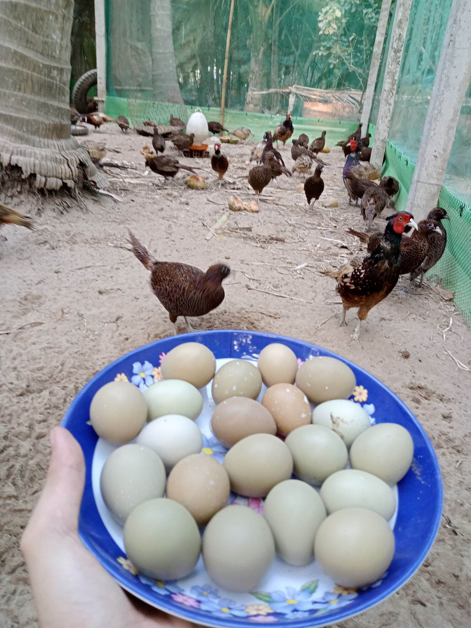 10 trứng chim trĩ về ấp có cồ